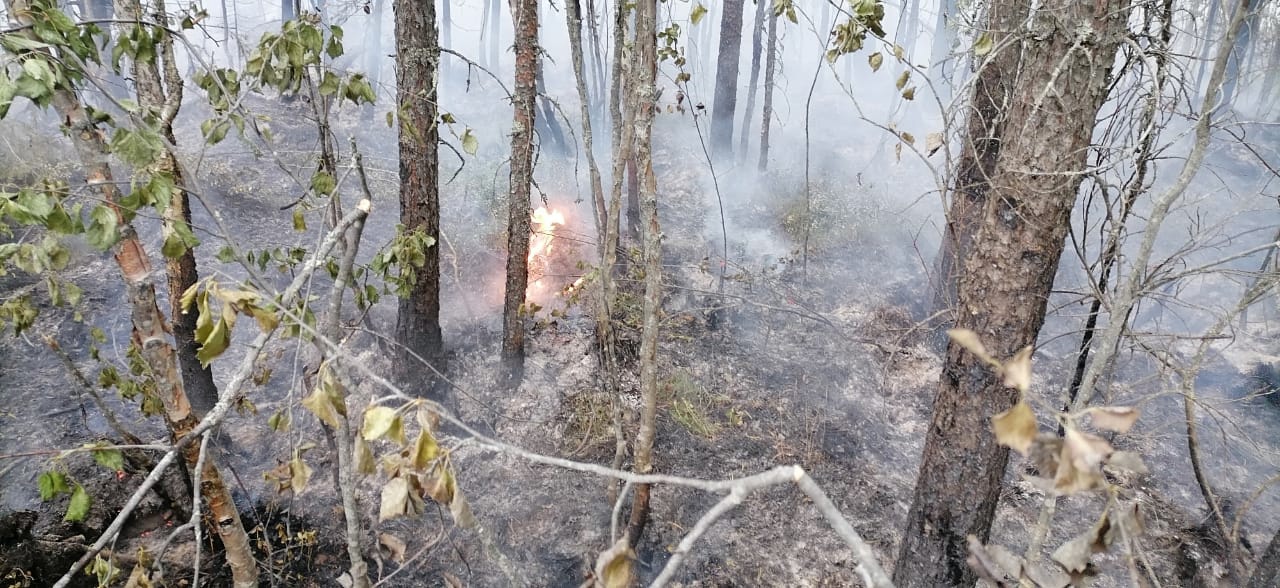 Вынужденная переквалификация: полицейские Карелии участвуют в тушении лесных пожаров