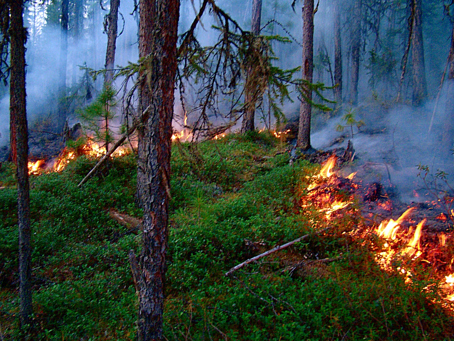 Информация о лесопожарной обстановке 25 июля на 9:00: за последние сутки площадь пожаров в Карелии превысила 11 га

